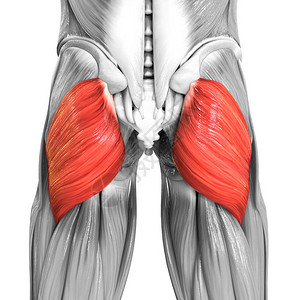 3D人体肌肉系统腿部骨骼结图片