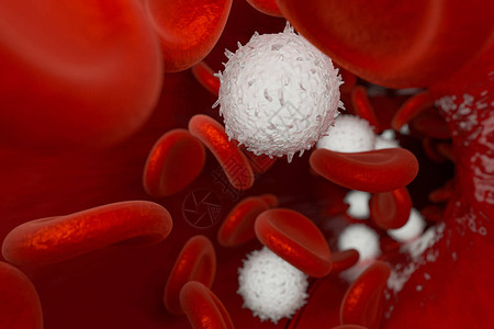 血容器中的红细胞和白细胞3D成像计图片