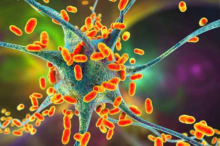 细菌感染神经元脑细胞3D插图细菌脑炎脑膜炎脑组织细菌图片