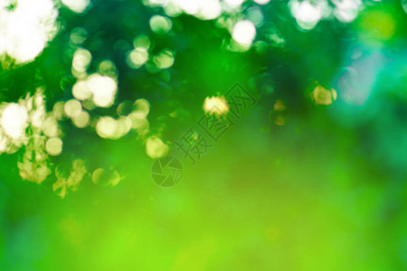 在明亮的阳光下抽象的绿色模糊背景绿色图片