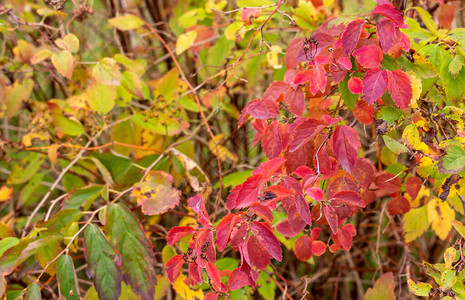秋叶的抽象背景秋天的背景图片