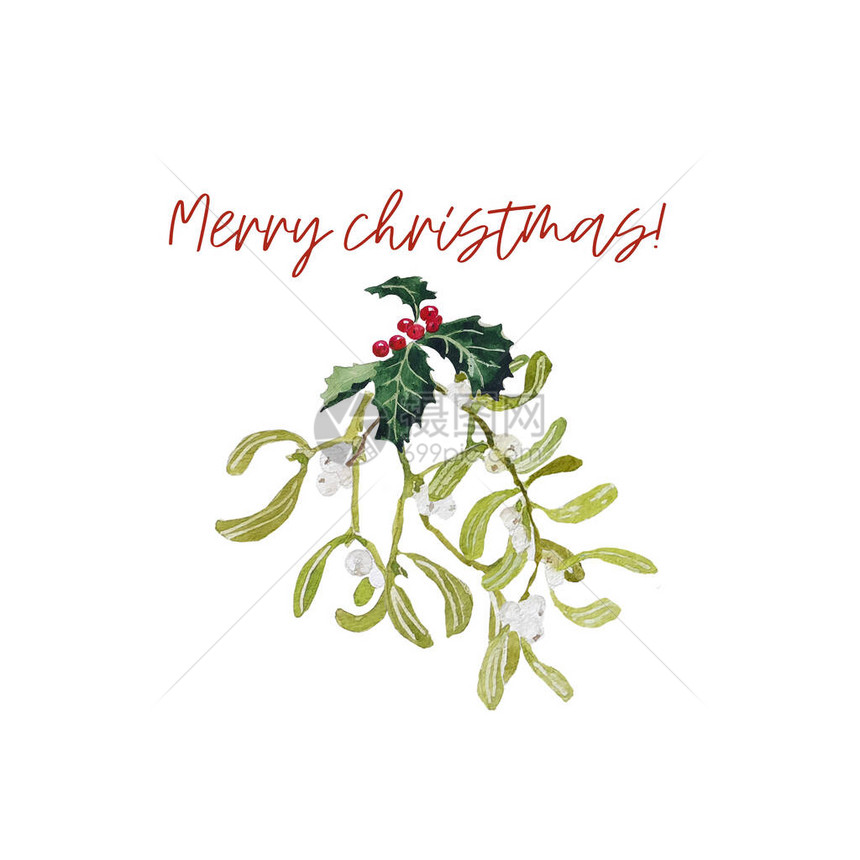 圣诞水彩墙装饰品和贺卡圣诞快乐书法文本XmasHolly植物将白色的树叶隔绝图片