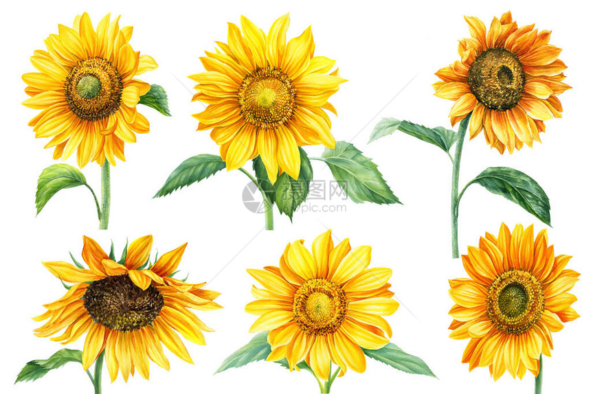 秋黄色花朵孤立的白底向日葵水彩画手绘高品图片