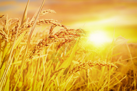 金色的草唯美大气金色成熟水稻设计图片
