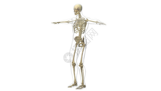 左侧髂骨尾肌男性骨骼系统设计图片