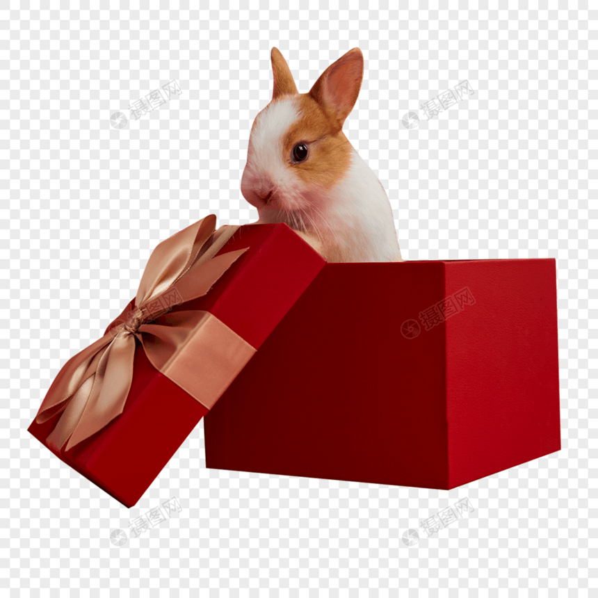 新年礼盒里的小兔子图片