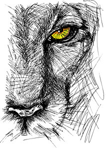 食肉兽狮子专心看着相机的手绘制的素描插画