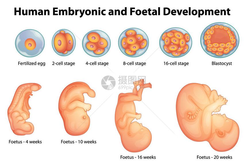 在人胚胎发育阶段图片