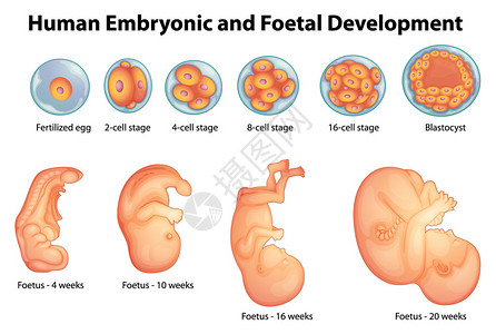 婴童在人胚胎发育阶段插画
