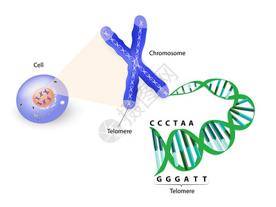 人类染色体端粒图片