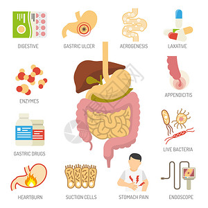 消化系统的图标集图片