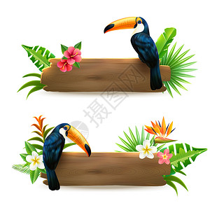 坎加鲁岛托坎坐在木板上与热带雨林花朵坐在一起的图肯人2个现实的设置了插画