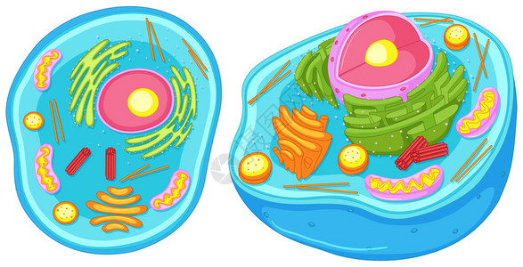近距离观察插图中的动物细胞图片