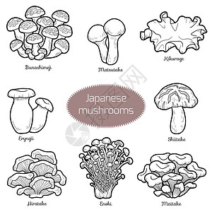 林芝松茸黑白套日本蘑菇用不同真菌着色页插画