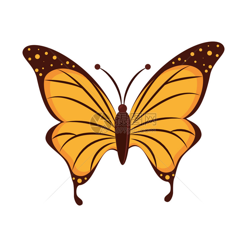 蝴蝶动物昆虫动物翅膀前露春前飞行艺术矢量图片