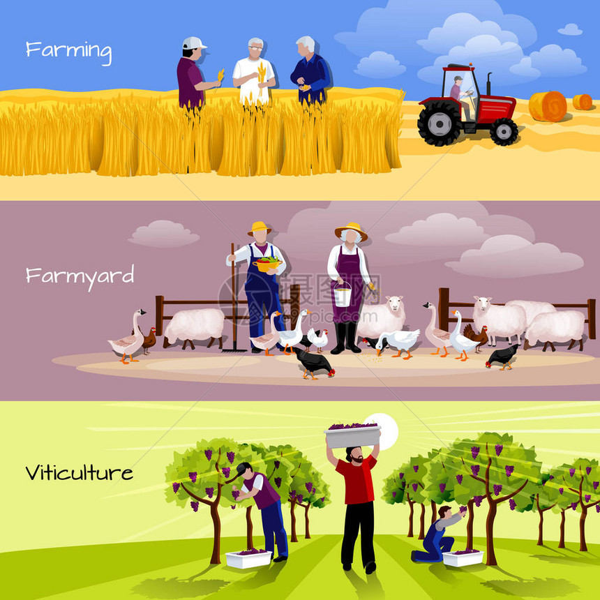 葡萄园农家收割平横幅图片
