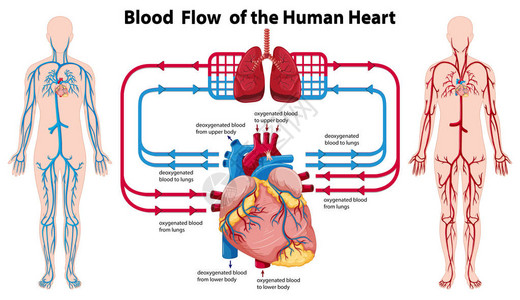 显示对人类心脏血流量图背景图片