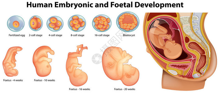 人类胚胎和胎儿发育图图片
