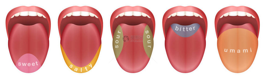 舌头有五个味蕾区甜咸酸苦和白色背景的图片