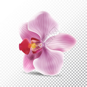 兰花粉红色花朵的矢量写实插图图片