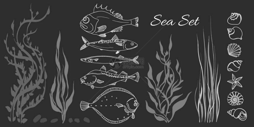 一套白色的海鱼海藻黑色背景的贝壳鲈鱼鳕鱼鲭鱼比目鱼saira矢量涂鸦插图被隔离和分图片