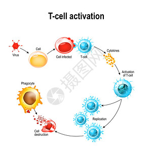T细胞白细胞的激活图片