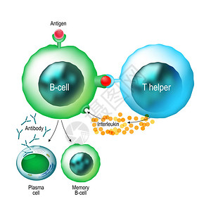 巨噬细胞B细胞和T辅助细胞功能插画