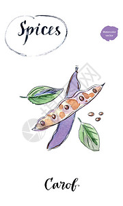 稀豆粉水彩组角豆荚整体和一半与种子健康排毒天然产品角豆粉可作为可的替代品手绘插画