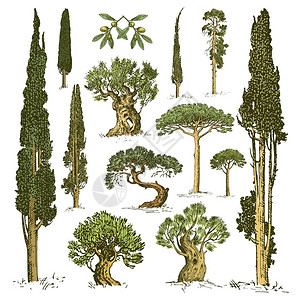 大套的铭刻手绘制树包括松树橄榄和柏树冷杉森林孤立的对象图片