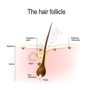毛囊的解剖结构显示了分化和未成熟黑图片