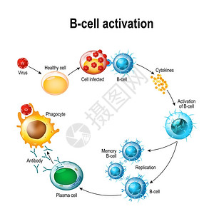 巨噬细胞B细胞白细胞的激活插画