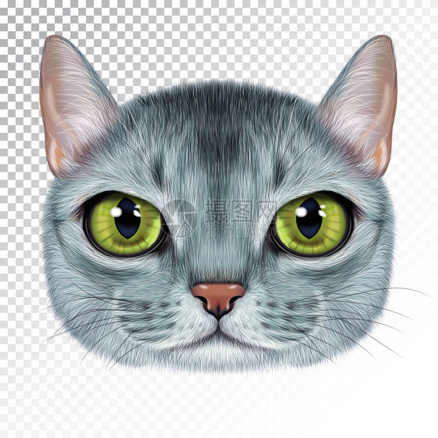 阿比西尼亚猫的矢量插画画像图片