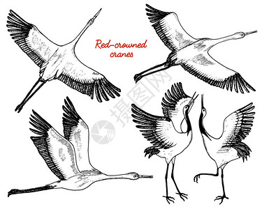 飞行中的野鸟动物在自然界或在天空中鹤或鹤鹳或shadoof和白鹳的翅膀雕刻素描手画的复古风格背景图片