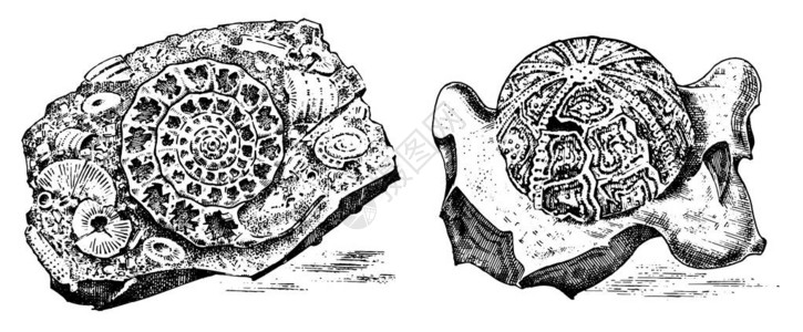 片断化石史前死的动物的骨骼在石头亚扪人和三叶虫海胆和海百合考古学或古生物学刻手工画的老复古素描矢量插图背景图片