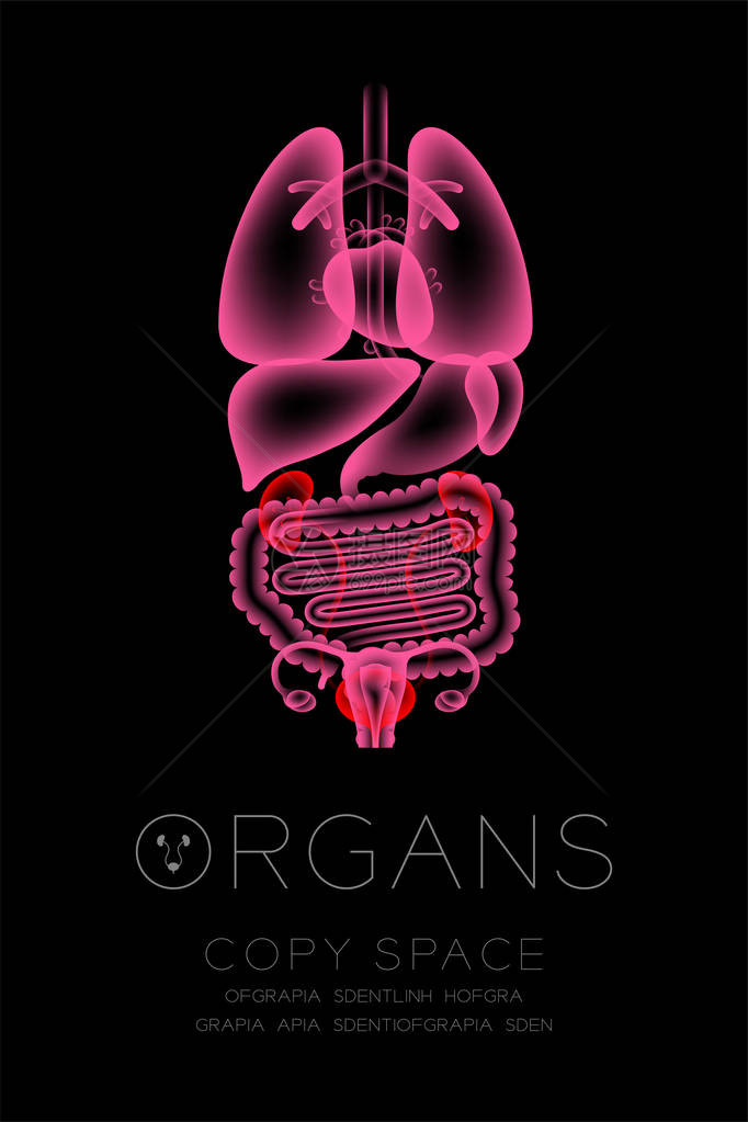 女器官X光肾和布拉德感染的概念图片