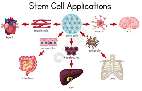 破骨细胞干细胞应用示意图插图插画