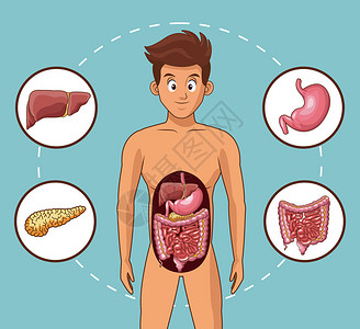 消化系统和年轻人卡通漫画矢量图片