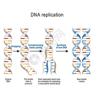 基因复制脚步双螺旋展开每个分离的链充当复制新链的模板用于科学医学和背景图片