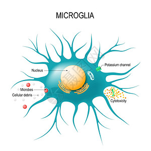 小胶质细胞的解剖胶质细胞是中枢神经系统免疫防御的巨噬细胞用于教育医疗生物和科学背景图片