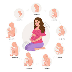 由近到远孕妇和胚胎发育月由月周期由1到9月到出生以胚胎图标医学图表元素在下被隔绝矢量平面插图集插画