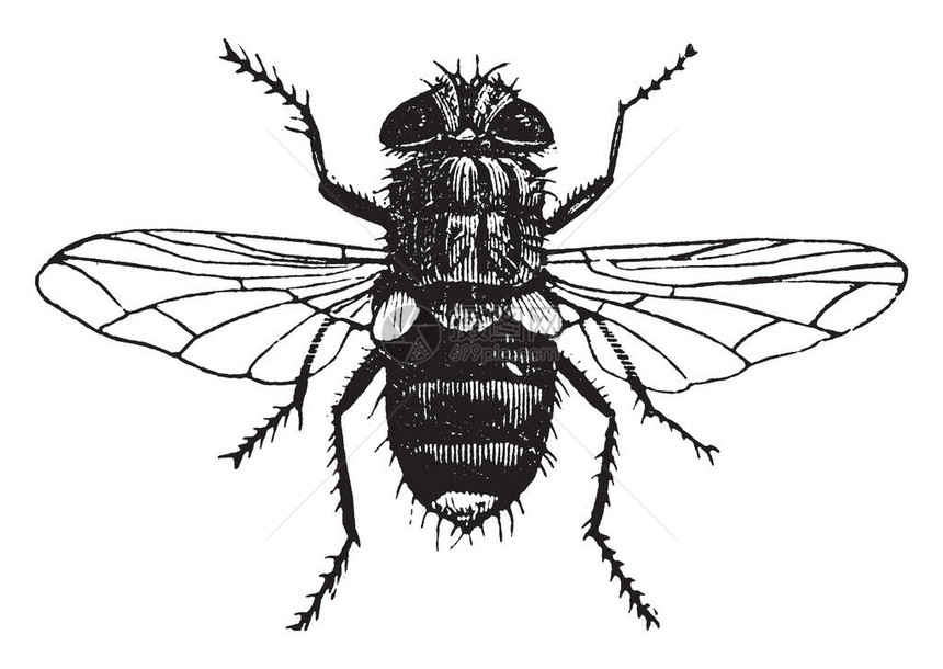 黄尾Tachina苍蝇是寄蝇科家族的昆虫复古线条画或雕刻插图图片