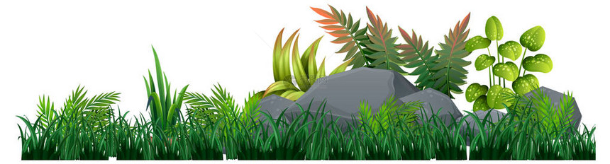 白色背景插图上的孤立植物图片