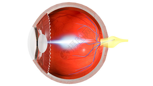 视力感官途径图片