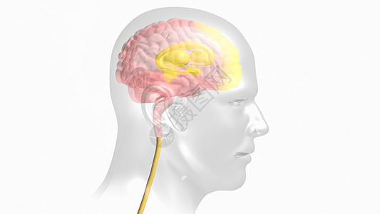 右泪神经大脑信号路线成瘾途径设计图片