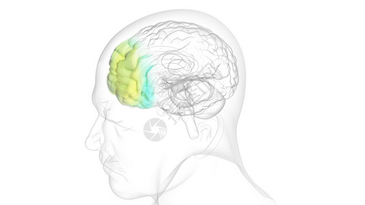 孢子甘蓝含抑郁药的大脑设计图片