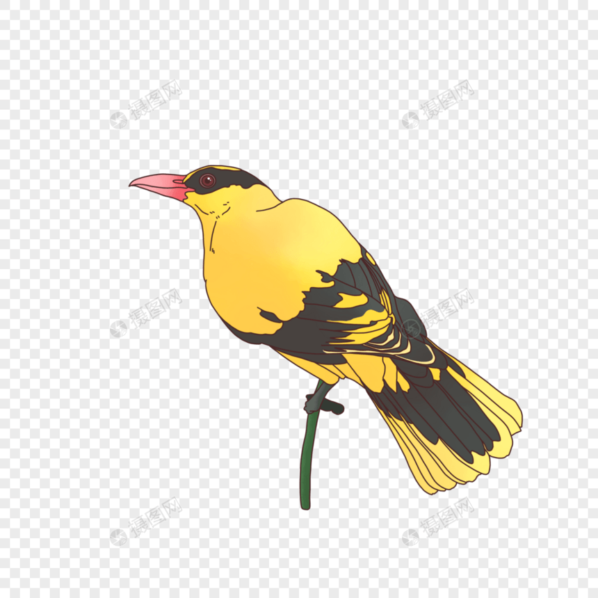 春天的黄鹂鸟图片