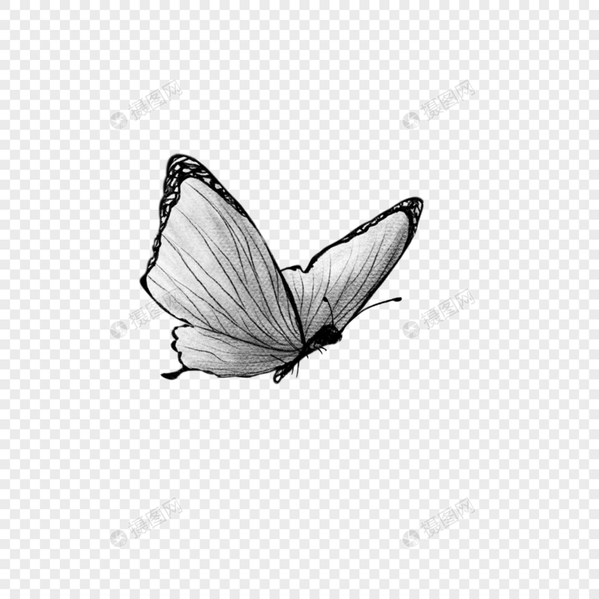 一只蝴蝶图片