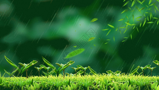 一片绿色雨中发芽gif动图高清图片