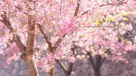 特写花蕊天春日阳光下灿烂盛开的樱花GIF高清图片