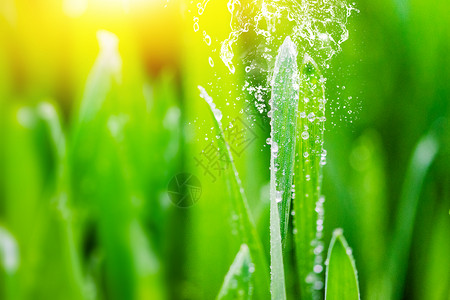 给植物浇水春天绿色唯美大气水花背景设计图片
